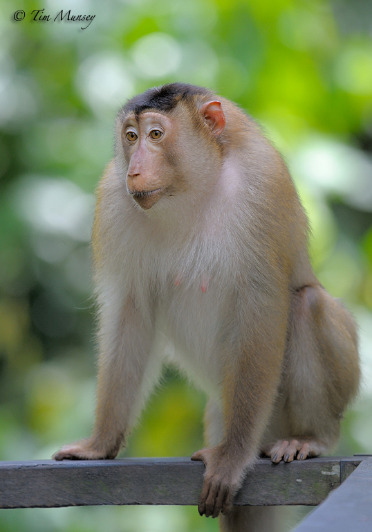 Pigtail Macaque